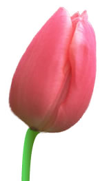 Tulpenkopf